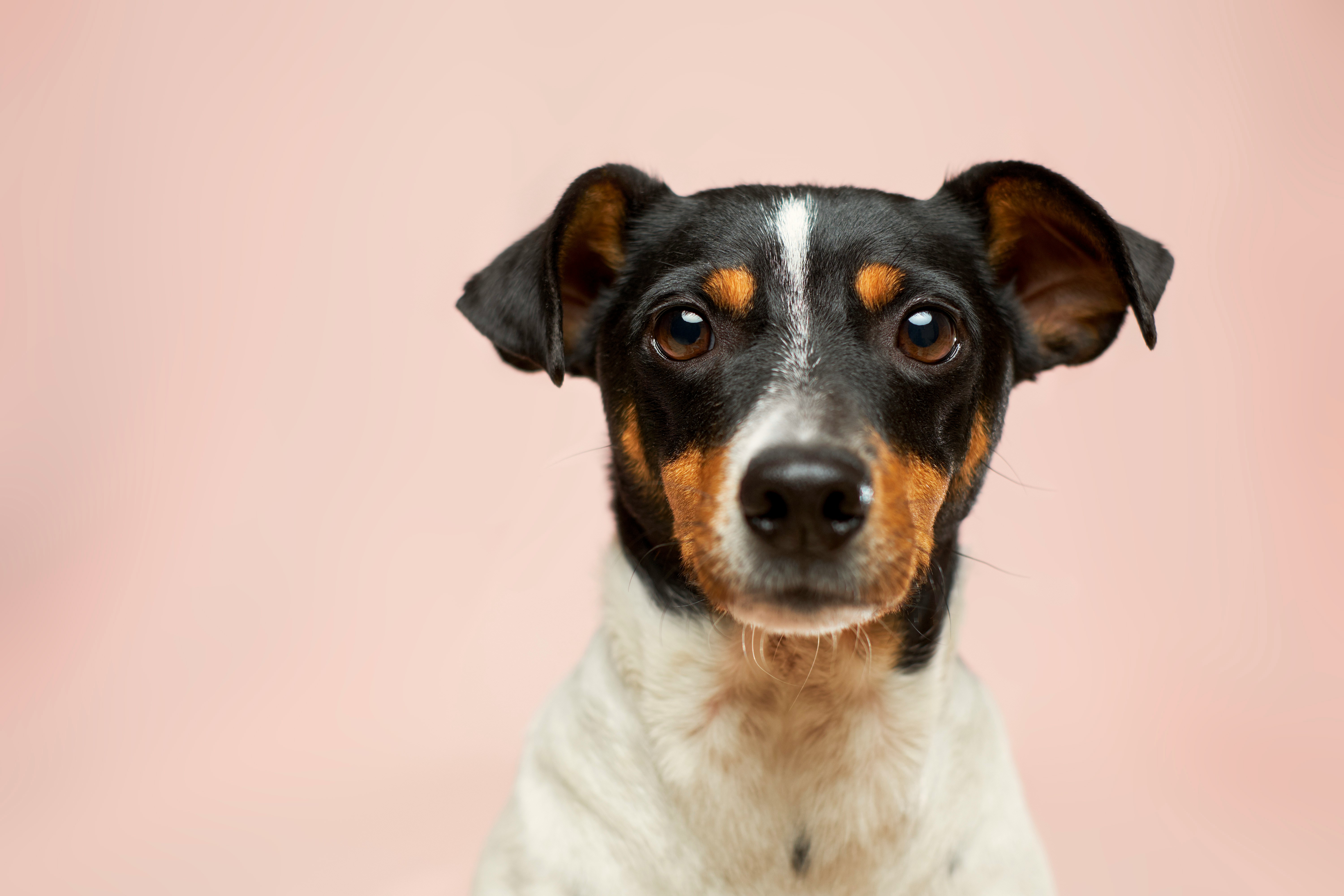 A dog looking at the camera